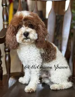 Akc Jody, a male Poodle - Miniature  for sale in Hesperia, CA – 3 of 3