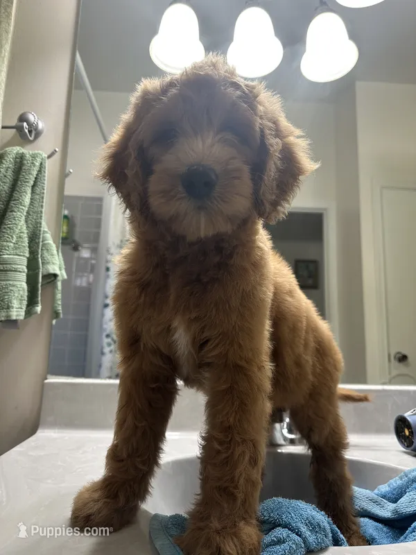Golden Doodle – Goldendoodle puppy for sale in Miami, FL
