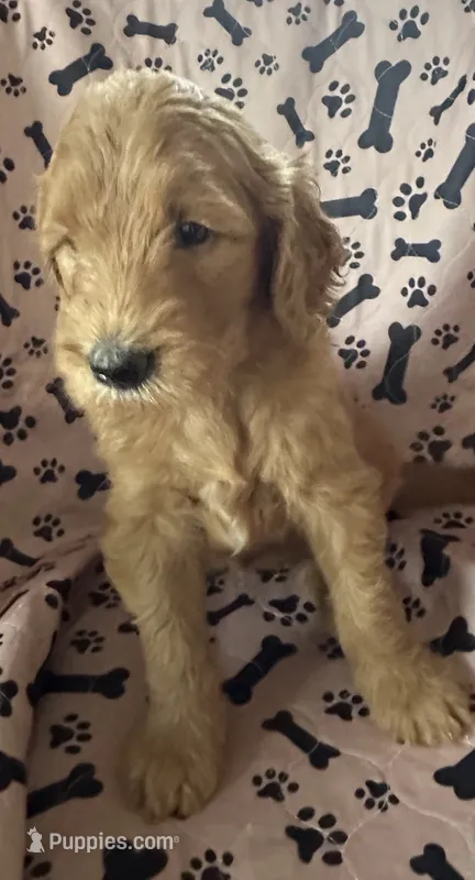 Golden Doodle – Goldendoodle puppy for sale in Miami, FL