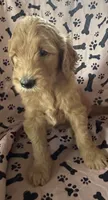 Golden Doodle, a female Goldendoodle for sale in Miami, FL – 1 of 2