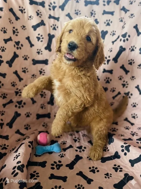 Golden Doodle – Goldendoodle puppy for sale in Miami, FL