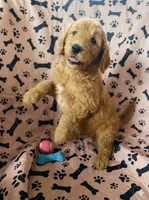 Golden Doodle, a female Goldendoodle for sale in Miami, FL – 1 of 2