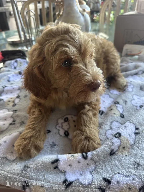 Teo – Goldendoodle, Miniature Goldendoodle puppy for sale in Miami, FL