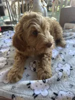 Teo, a male Goldendoodle and Miniature Goldendoodle for sale in Miami, FL – 1 of 1