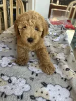 Nina, a female Miniature Goldendoodle for sale in Miami, FL – 1 of 1