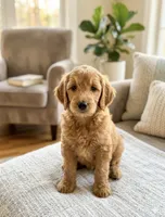 Golden Doodle, a female Goldendoodle for sale in Miami, FL – 2 of 2