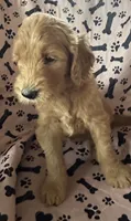 Golden Doodle, a female Goldendoodle for sale in Miami, FL – 2 of 2