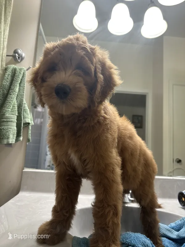 Golden Doodle – Goldendoodle puppy for sale in Miami, FL