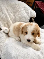 Sadie, a female Bernedoodle for sale in Oswego, NY – 1 of 1