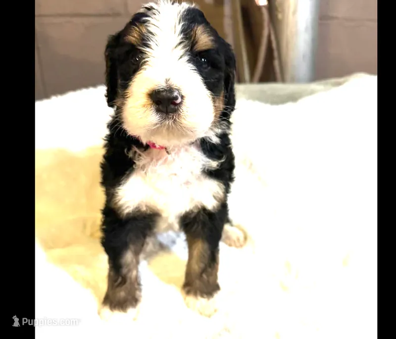 River – Bernedoodle puppy for sale in Oswego, NY