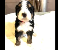 River, a male Bernedoodle for sale in Oswego, NY – 1 of 1
