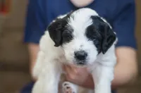 Beau, a male Great Pyrenees and Bernedoodle for sale in Max Meadows, VA – Photo 4 of 4