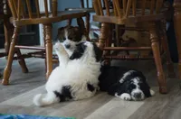 Beau, a male Great Pyrenees and Bernedoodle for sale in Max Meadows, VA – Photo 2 of 4
