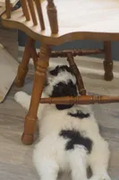 Beau, a male Great Pyrenees and Bernedoodle for sale in Max Meadows, VA – Photo 3 of 4