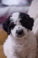 Beau, a male Great Pyrenees and Bernedoodle for sale in Max Meadows, VA – Photo 1 of 4