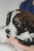 Checkers, a male Great Pyrenees and Bernedoodle for sale in Max Meadows, VA – Photo 4 of 9