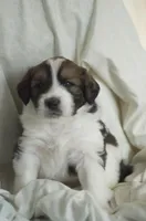 Checkers, a male Great Pyrenees and Bernedoodle for sale in Max Meadows, VA – Photo 6 of 9