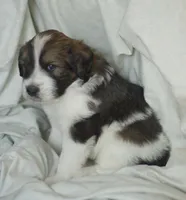 Checkers, a male Great Pyrenees and Bernedoodle for sale in Max Meadows, VA – Photo 7 of 9