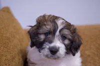 Checkers, a male Great Pyrenees and Bernedoodle for sale in Max Meadows, VA – Photo 1 of 9
