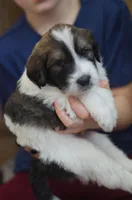 Checkers, a male Great Pyrenees and Bernedoodle for sale in Max Meadows, VA – Photo 9 of 9