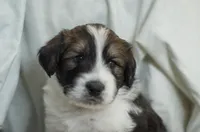 Checkers, a male Great Pyrenees and Bernedoodle for sale in Max Meadows, VA – Photo 3 of 9