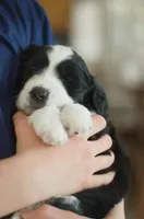 Dinah, a female Great Pyrenees and Bernedoodle for sale in Max Meadows, VA – Photo 3 of 5