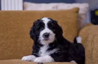 Dinah, a female Great Pyrenees and Bernedoodle for sale in Max Meadows, VA – Photo 1 of 5