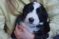 Dinah, a female Great Pyrenees and Bernedoodle for sale in Max Meadows, VA – Photo 2 of 5