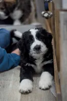 Dinah, a female Great Pyrenees and Bernedoodle for sale in Max Meadows, VA – Photo 4 of 5