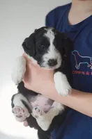 Minnie, a female Great Pyrenees and Bernedoodle for sale in Max Meadows, VA – Photo 5 of 8