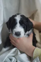 Minnie, a female Great Pyrenees and Bernedoodle for sale in Max Meadows, VA – Photo 7 of 8
