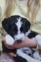 Minnie, a female Great Pyrenees and Bernedoodle for sale in Max Meadows, VA – Photo 6 of 8