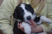 Minnie, a female Great Pyrenees and Bernedoodle for sale in Max Meadows, VA – Photo 4 of 8