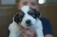 Dottie, a female Great Pyrenees and Bernedoodle for sale in Max Meadows, VA – Photo 5 of 7