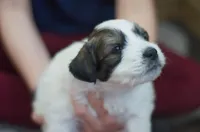 Dottie, a female Great Pyrenees and Bernedoodle for sale in Max Meadows, VA – Photo 6 of 7