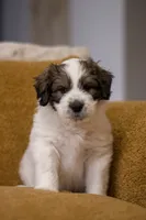 Dottie, a female Great Pyrenees and Bernedoodle for sale in Max Meadows, VA – Photo 2 of 7