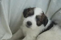 Dottie, a female Great Pyrenees and Bernedoodle for sale in Max Meadows, VA – Photo 4 of 7