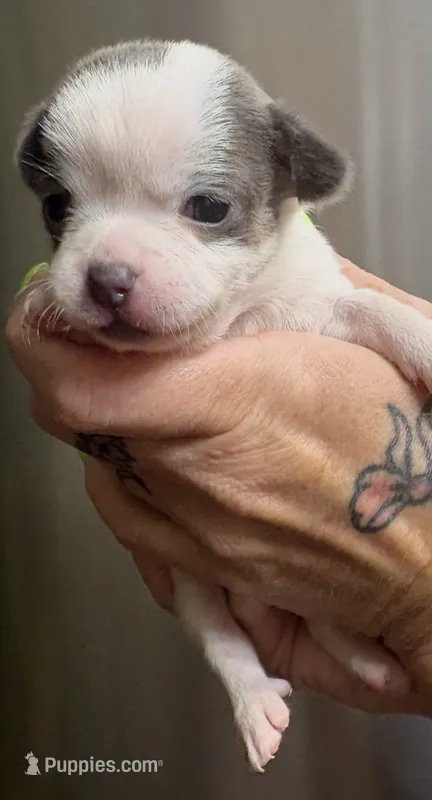 Baby Girl 1 – Chihuahua puppy for sale in Chesapeake City, VA