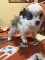 Boy 1, a male Chihuahua for sale in Chesapeake City, VA – 3 of 3