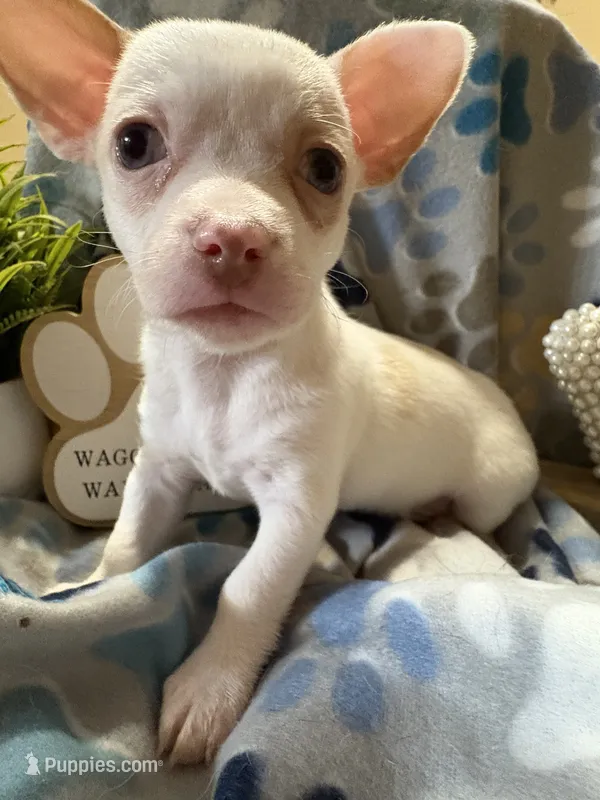 Chi chi , a male Chihuahua for sale in Chesapeake City, VA – 1 of 4