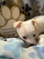 Tiquito, a male Chihuahua for sale in Chesapeake City, VA – 4 of 8