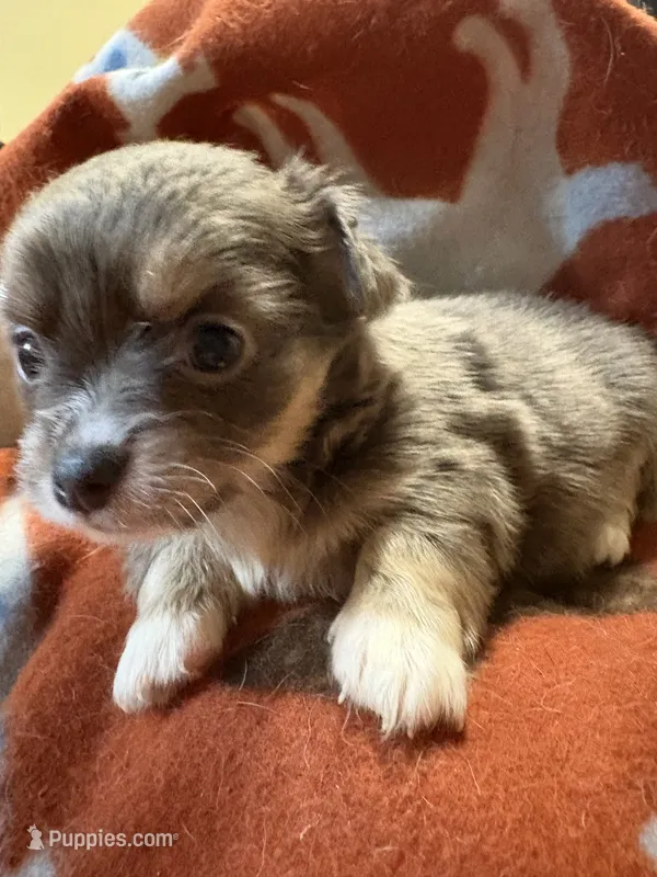 Baby Girl 2  – Chihuahua puppy for sale in Chesapeake City, VA