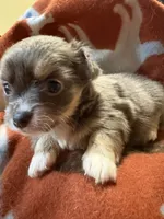 Baby Girl 2 ( ready now ), a female Chihuahua for sale in Chesapeake City, VA – 1 of 10