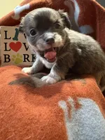 Baby Girl 2 ( ready now ), a female Chihuahua for sale in Chesapeake City, VA – 9 of 10