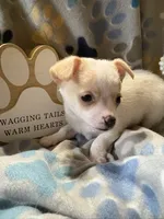 Tiquito, a male Chihuahua for sale in Chesapeake City, VA – 3 of 8