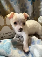 Nacho , a male Chihuahua for sale in Chesapeake City, VA – 2 of 3