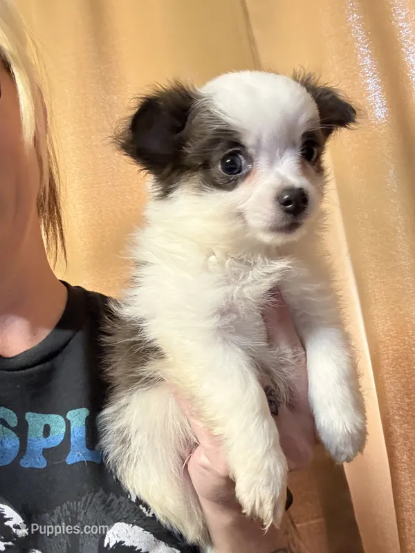 Boy 1 – Chihuahua puppy for sale in Chesapeake City, VA