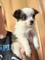 Boy 1, a male Chihuahua for sale in Chesapeake City, VA – 1 of 3