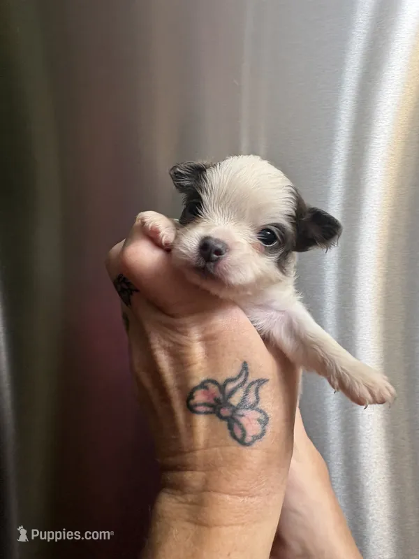 Baby boy 1 – Chihuahua puppy for sale in Chesapeake City, VA