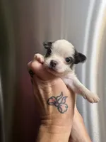 Baby boy 1, a male Chihuahua for sale in Chesapeake City, VA – 1 of 3